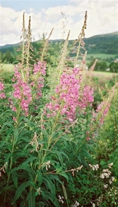 G:Bloemen in het wild