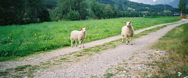 Hellesyt_Hytte2_vertrek schapen