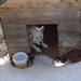 De witte wolf