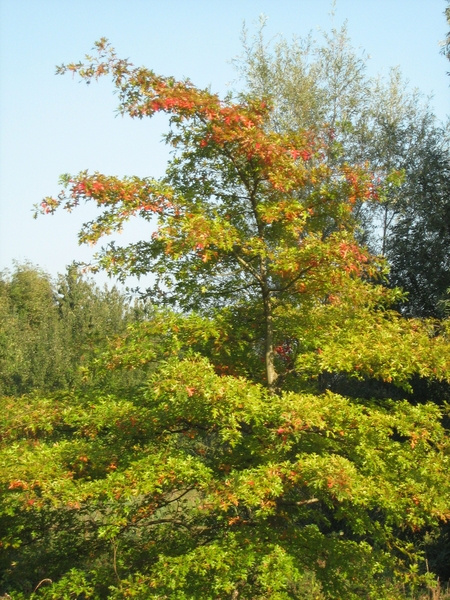 Of komt de herfst toch piepen ?