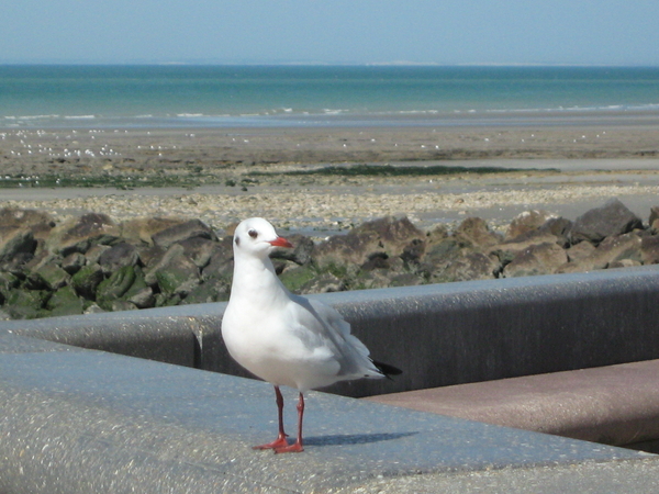 Hallo even komen piepen ?