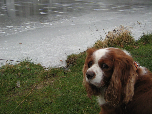 Oei ! Wat is dit Snoopy ?