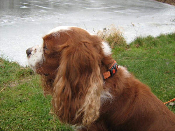 Wil je soms zwemmen ?