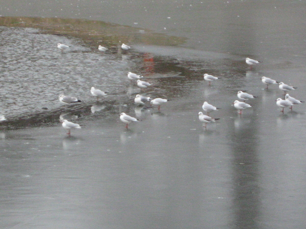 de grens tussen water en ijs