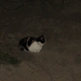 EENZAME POES IN DE DUINEN TE NIEUWPOORT