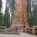 foto's reis USA- Sequoia N.P.