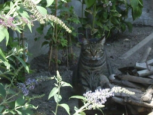 Tijgra in de schaduw