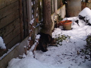 Flup in de sneeuw