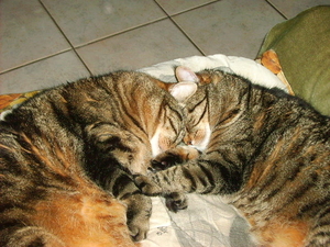 Grote liefde tussen Bolleke en Tijgra