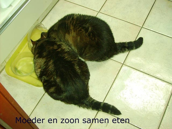 Samen