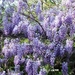 00  aa11wisteria_03-2 (Medium)