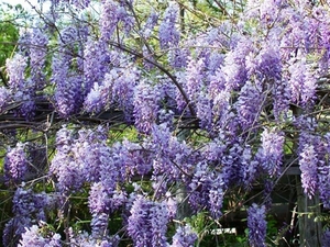 00  aa11wisteria_03-2 (Medium)