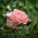 a0-1aWet-Pink-Rose-1-VJZ8W1Y1GK-800x600 (Small)