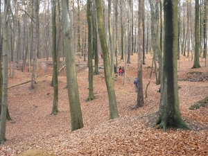 HOEILAART.ZIGZAG TUSSEN DE BOMEN