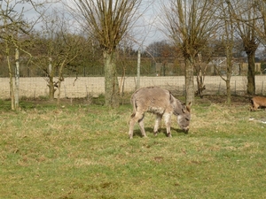 in buggenhout hebben ze ezels....