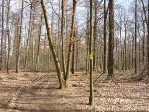 buggenhout bos