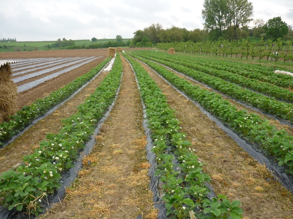 OOK AARDBEIEN ZIJN ER