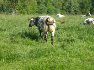 09.05.10.LENNIK .IS MIJN GAT NIET TE DIK?