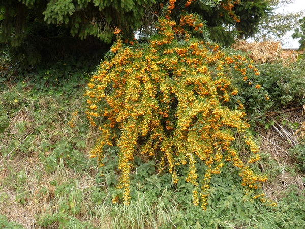 09.09.13.WINKSELE.OVERLADEN MET BESSEN