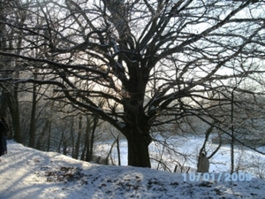 Machtige reus