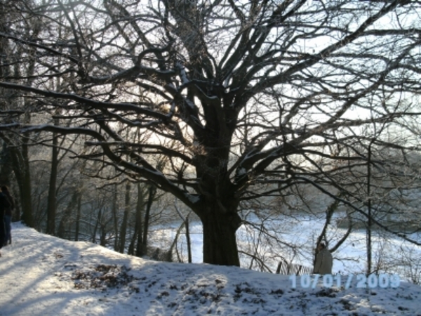Machtige reus