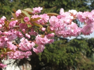 Detail van de japanse kersenbloesem