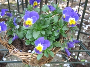 Viooltjes in mooie kleuren