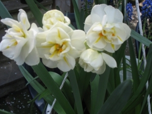 Narcissen