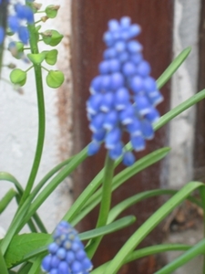 Muscari