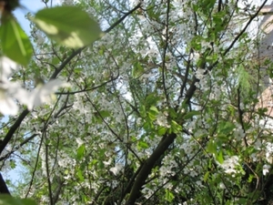 Kersenboom in volle bloei