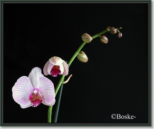 orchide