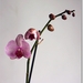 orchidee