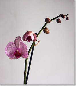 orchidee