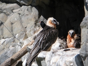 Alpen zoo