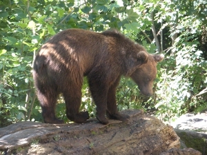 Alpen zoo