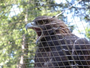 Alpen zoo