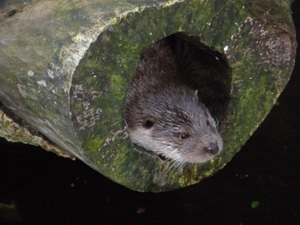Alpen zoo