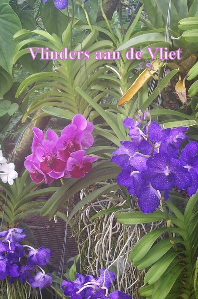 Vlinders aan de Vliet 2009 001