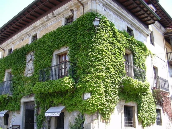 hang- en klimplanten 49 (Medium) (Medium)