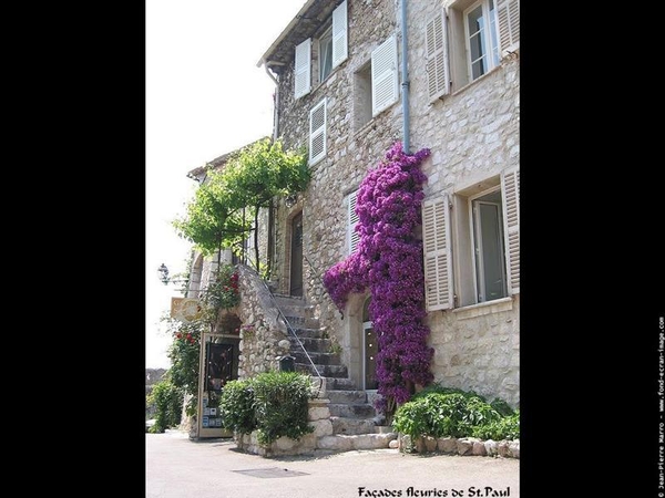 hang- en klimplanten 61 (Medium) (Medium)