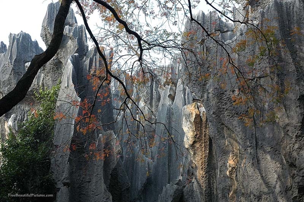 0                                                1stone_forrest-8