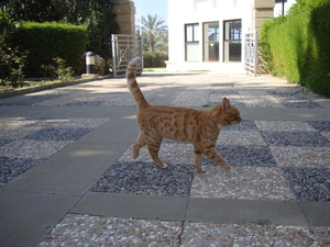 De poes van het hotel...