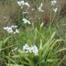 De aldaar reeds bloeiende bloemtjes...