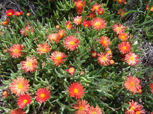 Bloemetjes bij de vleet...