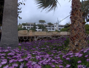 Een zee van ...bloemen