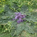 De bloem van een rabarberplant ( groeit aan de kust)