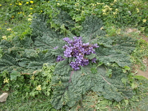 De bloem van een rabarberplant ( groeit aan de kust)