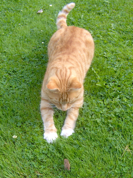 Misty neemt een duik naar zijn prooi...