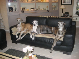 De 3 Galgo's van mijn vriendin Hilde...