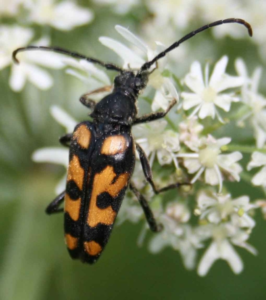 Leptura quadrifasciata